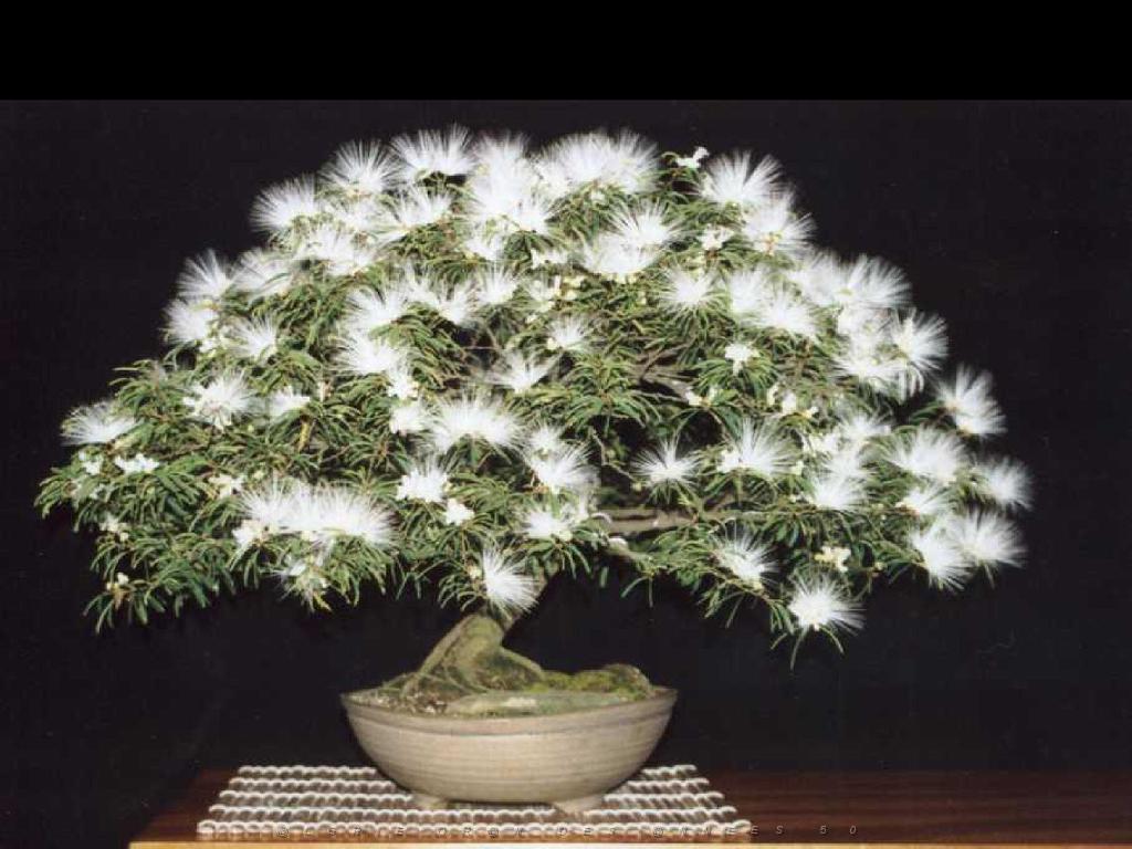 149 BONZAI A MAULEVRIER 2016_000027.jpg